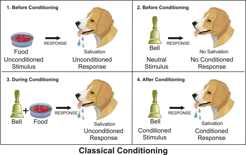behaviorism, classical conditioning