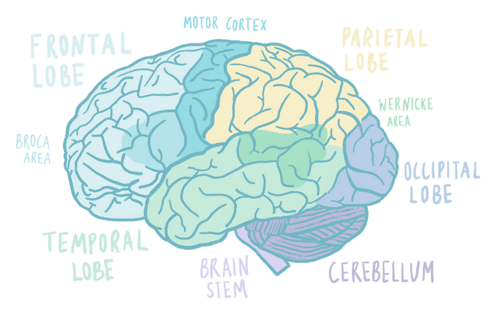 diagram of the cerebrum, its lobes as well as the brain stem and cerebellum