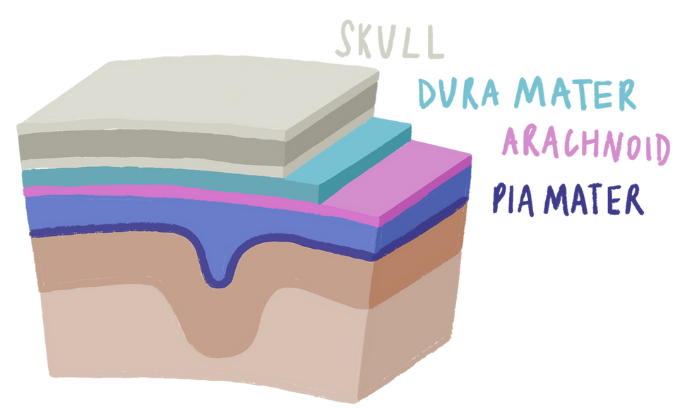 meninges
