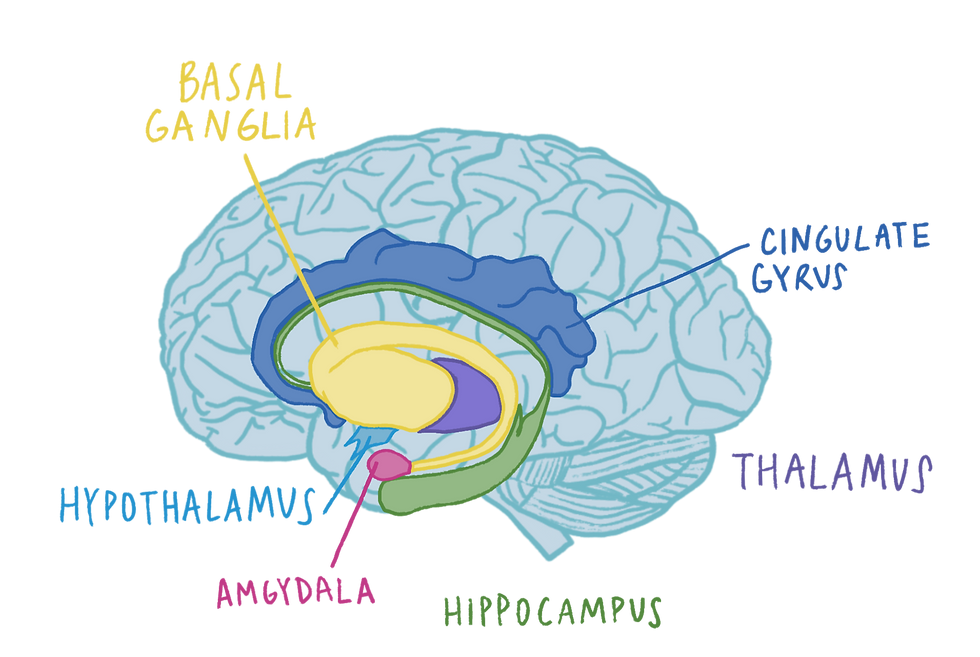 limbic system