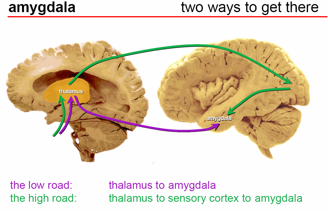 amygdala, road pathway