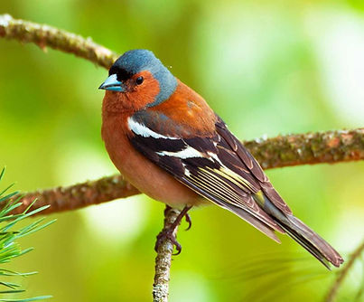 chaffinch.jpg