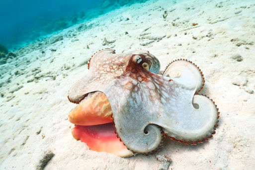 You dive we shoot have photos taken of you while diving Kralendijk bonaire scubadiving scuba diver coral reef fish bait ball manta ray turtle octopus paradise underwater photographer photography