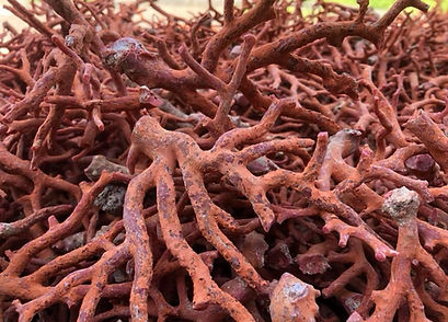 Raw coral.jpeg