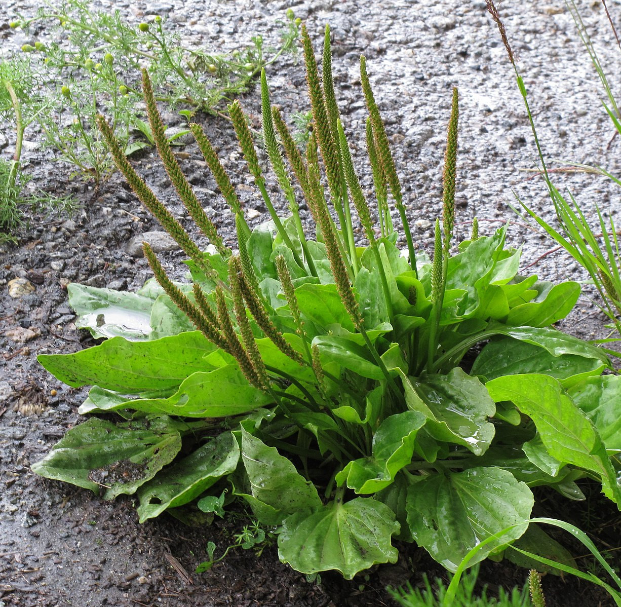 Groblad - Plantago major | Herbalista