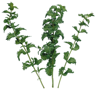 hiclipart.com (37).png