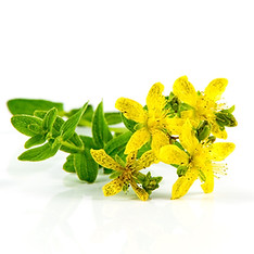 Prikkperikum - Hypericum perforatum.jpg