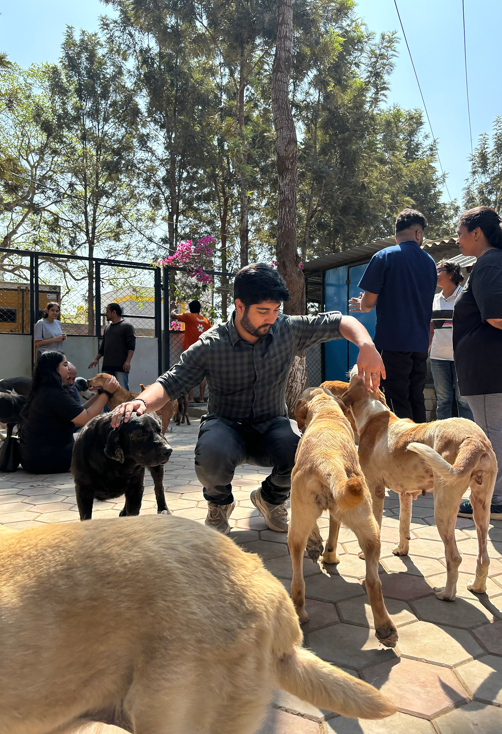 Bengaluru: VPaws @ Mylos Rescue
