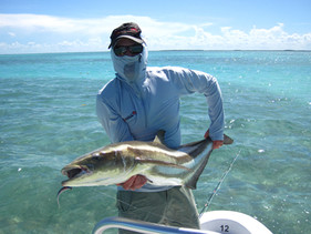Cobia