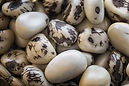 Tagua Nut