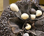 Tagua Nut in Pod
