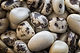 AdobeStock_218682076.jpeg