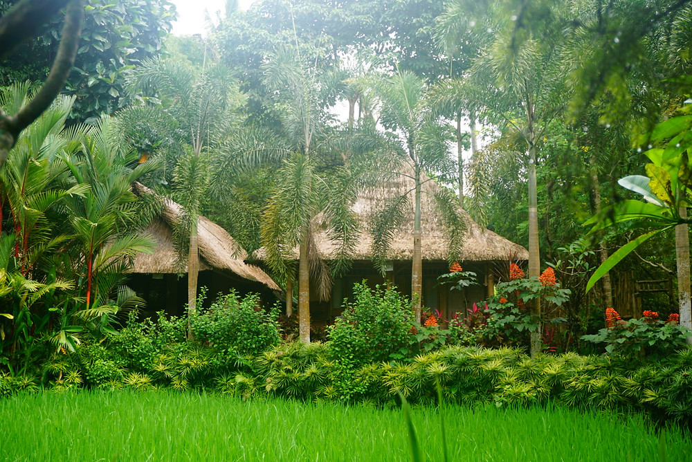 things to do in ubud