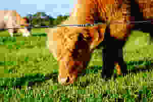 byron bay animals