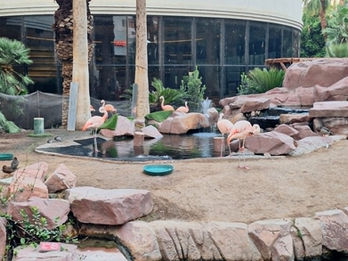 Flamingo Hotel Wildlife Habitat: The area has dense palm trees and greenery in the foreground that are part of the Flamingo Wildlife Habitat, a four-acre garden that is home to exotic birds, fish and turtles.