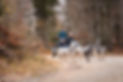 CANI KART NORDICEVENT (2).jpg