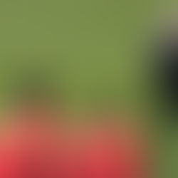 Nationalteam: Christian Wück verpasst mit seinen Nominierungen eine große Chance