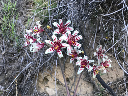 Pangue Fundación, Parque Nacional La Campana, flora nativa