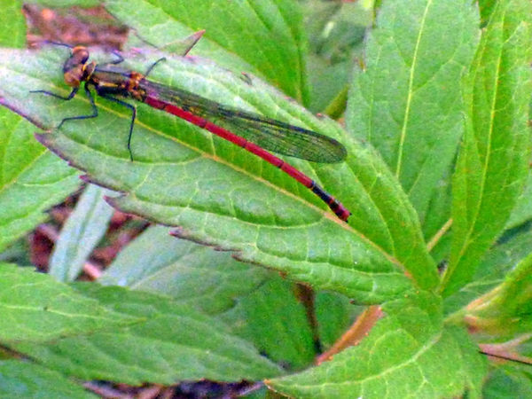 Large Red Damselfly 190426 (2a) (FILEminimizer).JPG