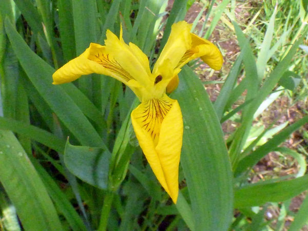 Flag Iris 170526 (FILEminimizer).JPG