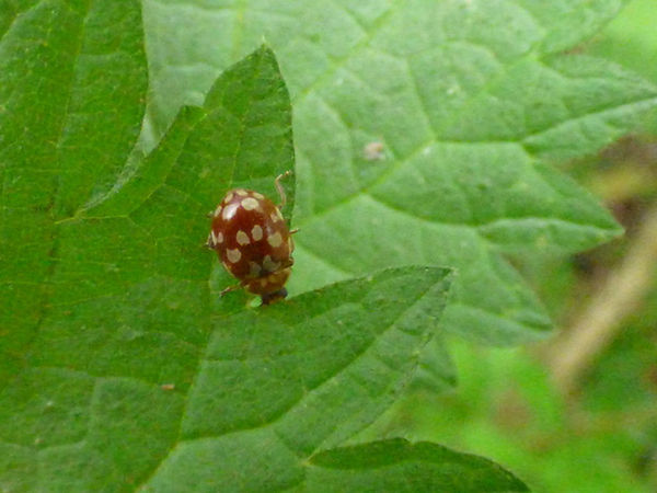 Cream-spot Ladybird 120426 (FILEminimizer).JPG