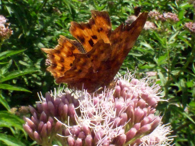 Comma 130725 (2) (FILEminimizer).JPG