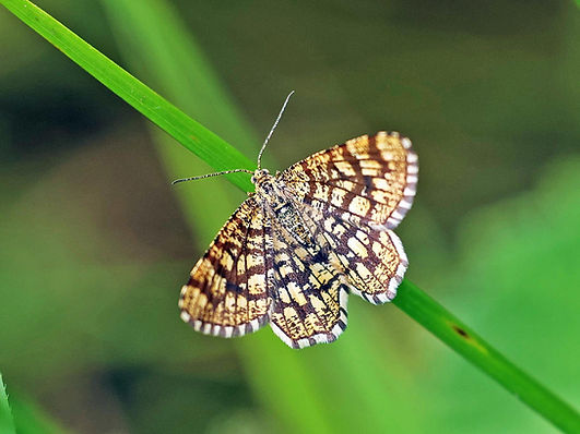 Latticed Heath 0009.jpg