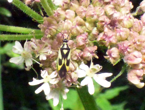 Bug Grypocoris stysi 140626 (4a) (FILEminimizer).JPG