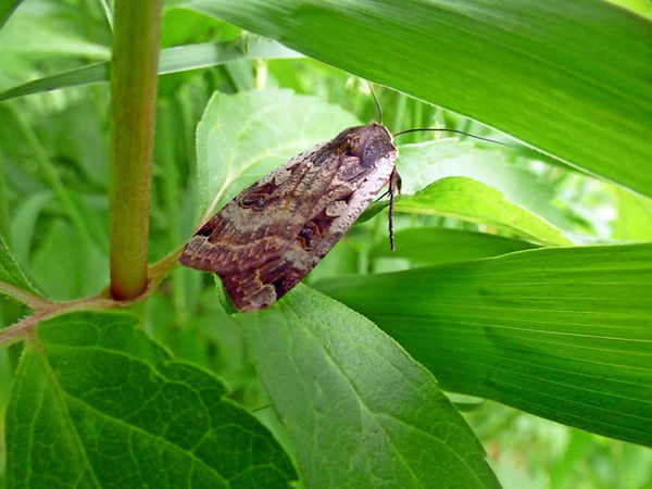 Large Yellow Underwing Moth 140626 (2a) (FILEminimizer).JPG