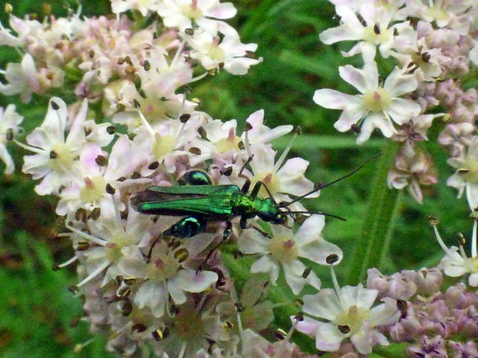 Swollen-thighed Beetle 310526 (2) (FILEminimizer).JPG