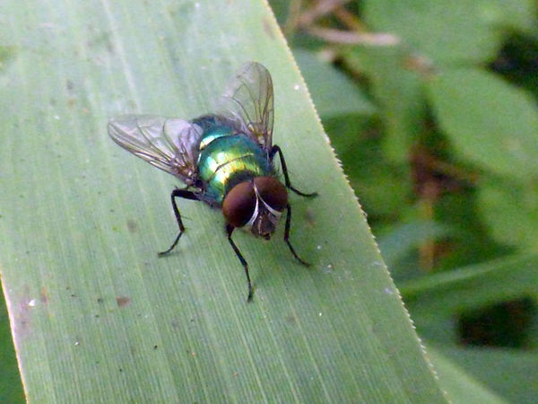 Fly Lucillia sp. 020825 (5).JPG