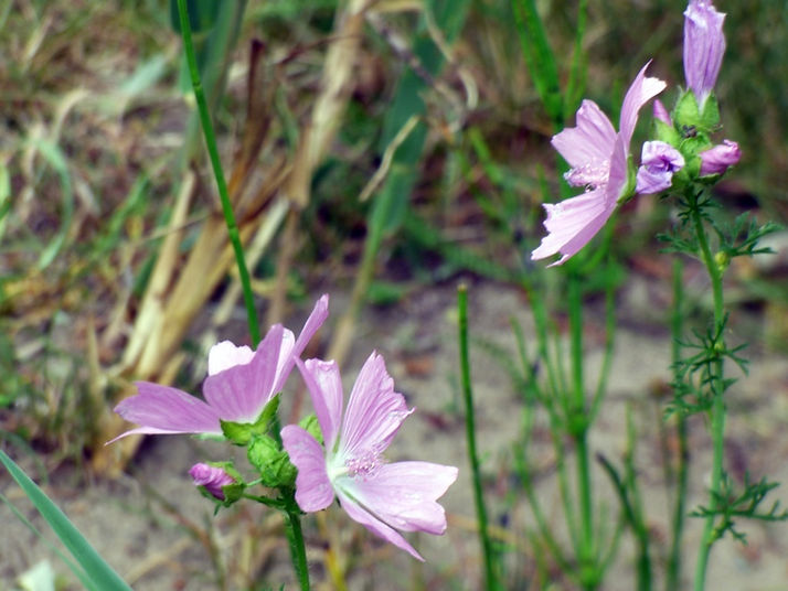 Musk Mallow 050726 (FILEminimizer).JPG