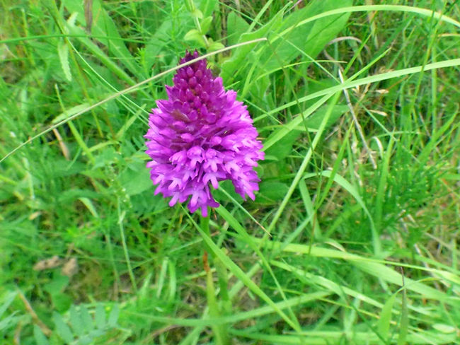 Pyramidal Orchid 160626 (2a) (FILEminimizer).JPG