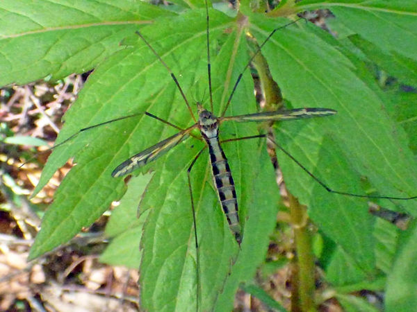 Cranefly Tipula vittata 190426 (2a) (FILEminimizer).JPG
