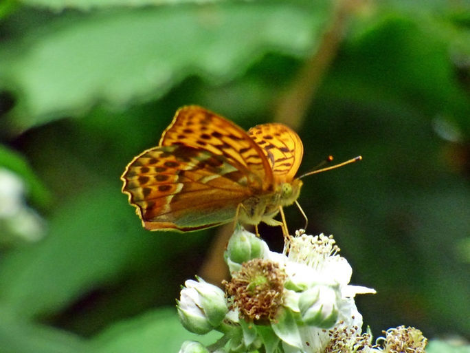 Silver-washed Fritillary 280626 (4) (FILEminimizer).JPG