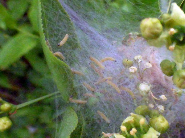 Spindle Ermine Moth Larvae 250426. (2a) (FILEminimizer).JPG