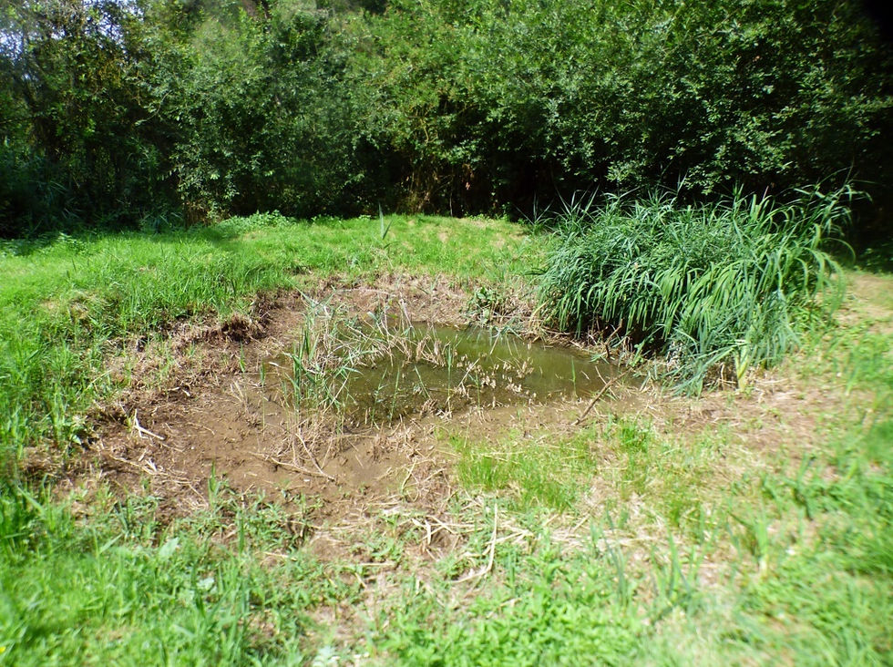 Dipping Pond 130725 (FILEminimizer).JPG