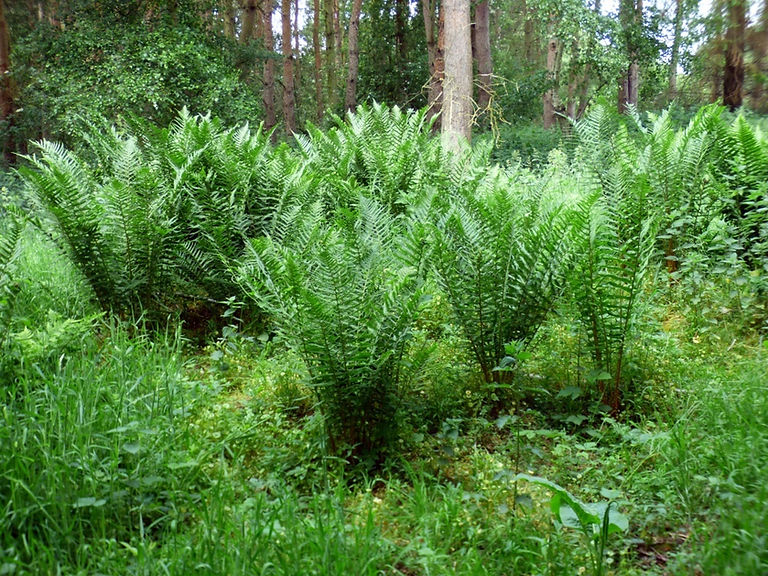 Male Ferns 310526 (FILEminimizer).JPG