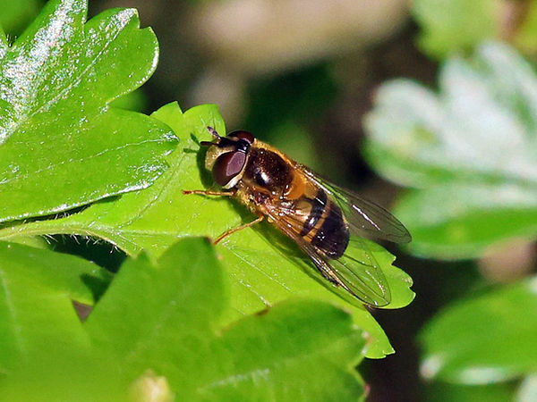 Epistrophe eligans female (FILEminimizer).jpg