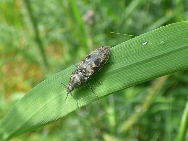 Chequered Click Beetle Prosternon tessellatum 180623 (3).JPG