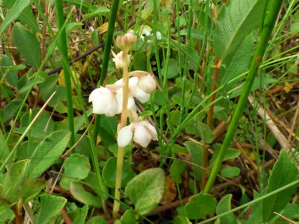 Wintergreen 200725 (4) (FILEminimizer).JPG