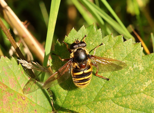 Sericomyia silentis.JPG