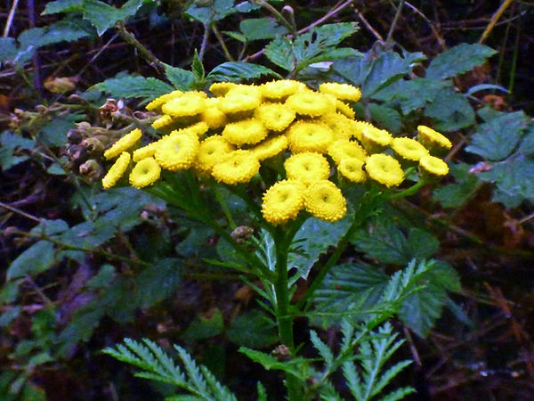 Tansy 200725 (4) (FILEminimizer).JPG