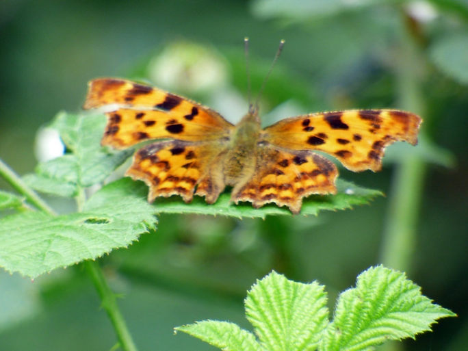 Comma 280626 (FILEminimizer).JPG