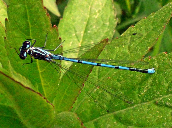 Azure Damselfly 100526 (2a) (FILEminimizer).JPG