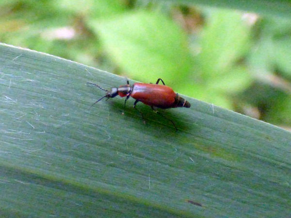 Beetle Anthocomus rufus 020825 (2) (FILEminimizer).JPG
