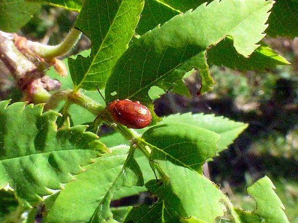 Hawthorn Leaf Beetle 190426 (3a) (FILEminimizer).JPG