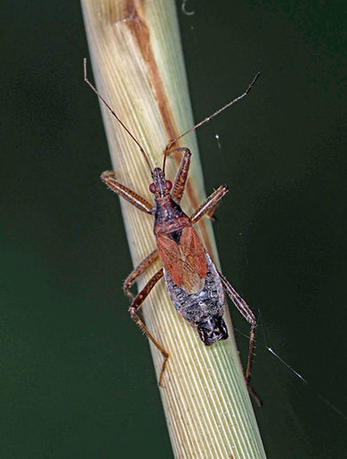 Male Tree Damsel Bug (FILEminimizer).JPG