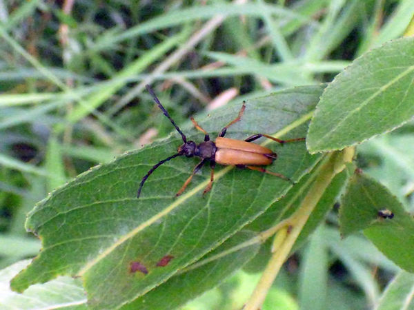 Red Longhorn Beetle 200725 (2) (FILEminimizer).JPG