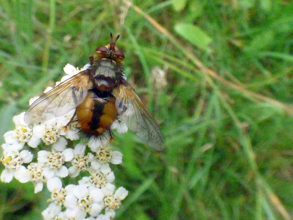 Fly Tachina fera 020825 (2) (FILEminimizer).JPG
